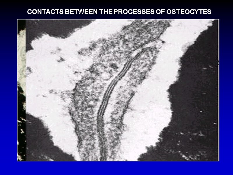 CONTACTS BETWEEN THE PROCESSES OF OSTEOCYTES